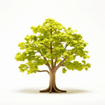 Amina ginkgo tree