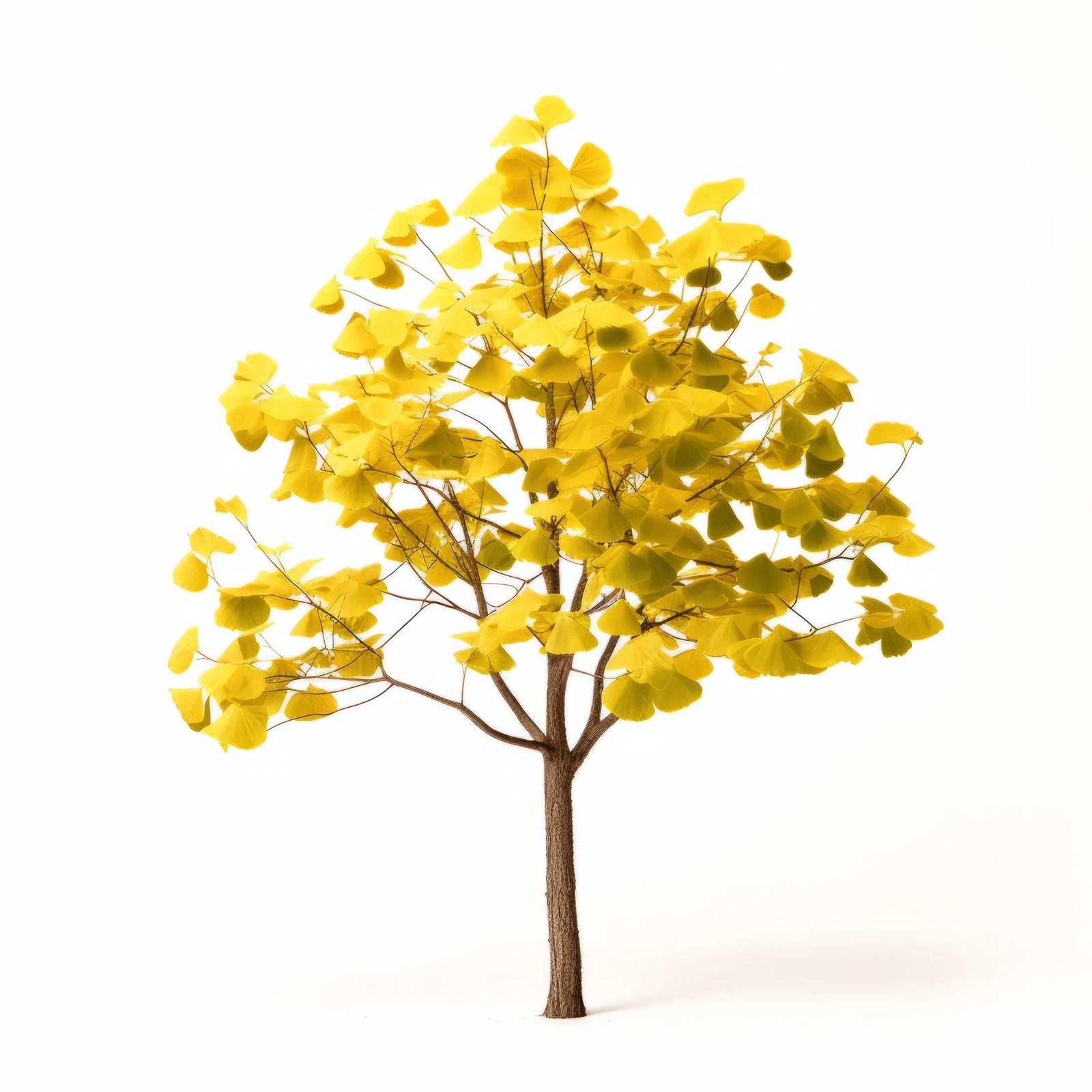 Arjun ginkgo tree