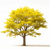 Adair ginkgo tree