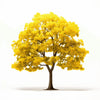 Allanah ginkgo tree