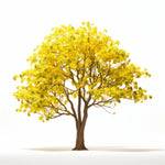 Anjali ginkgo tree