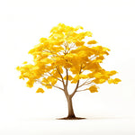 Aric ginkgo tree
