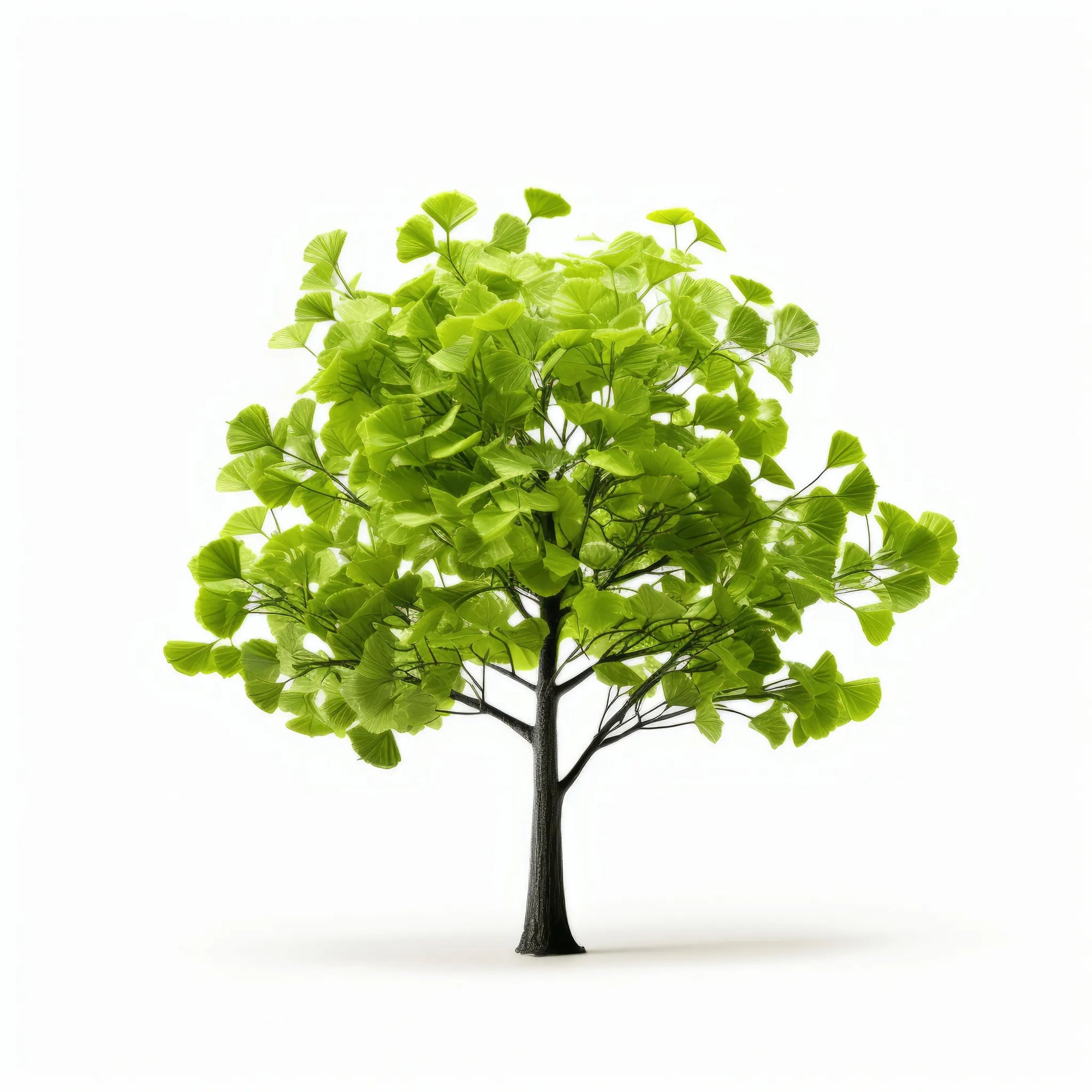 Ardith ginkgo tree