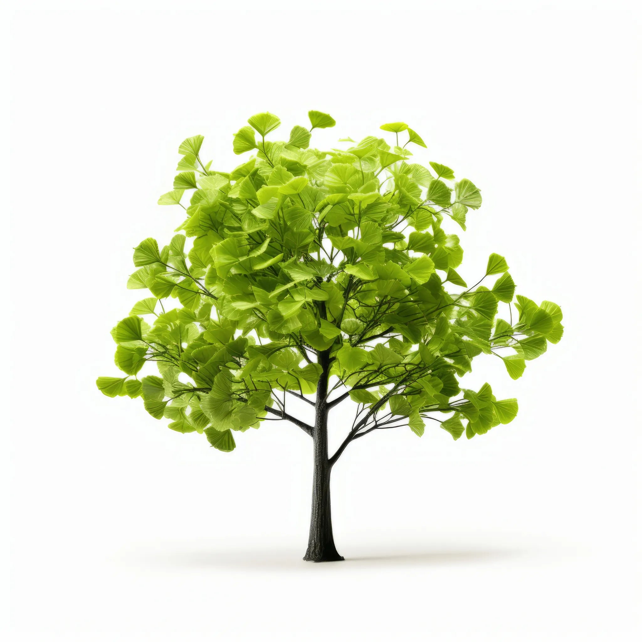 Ardith ginkgo tree