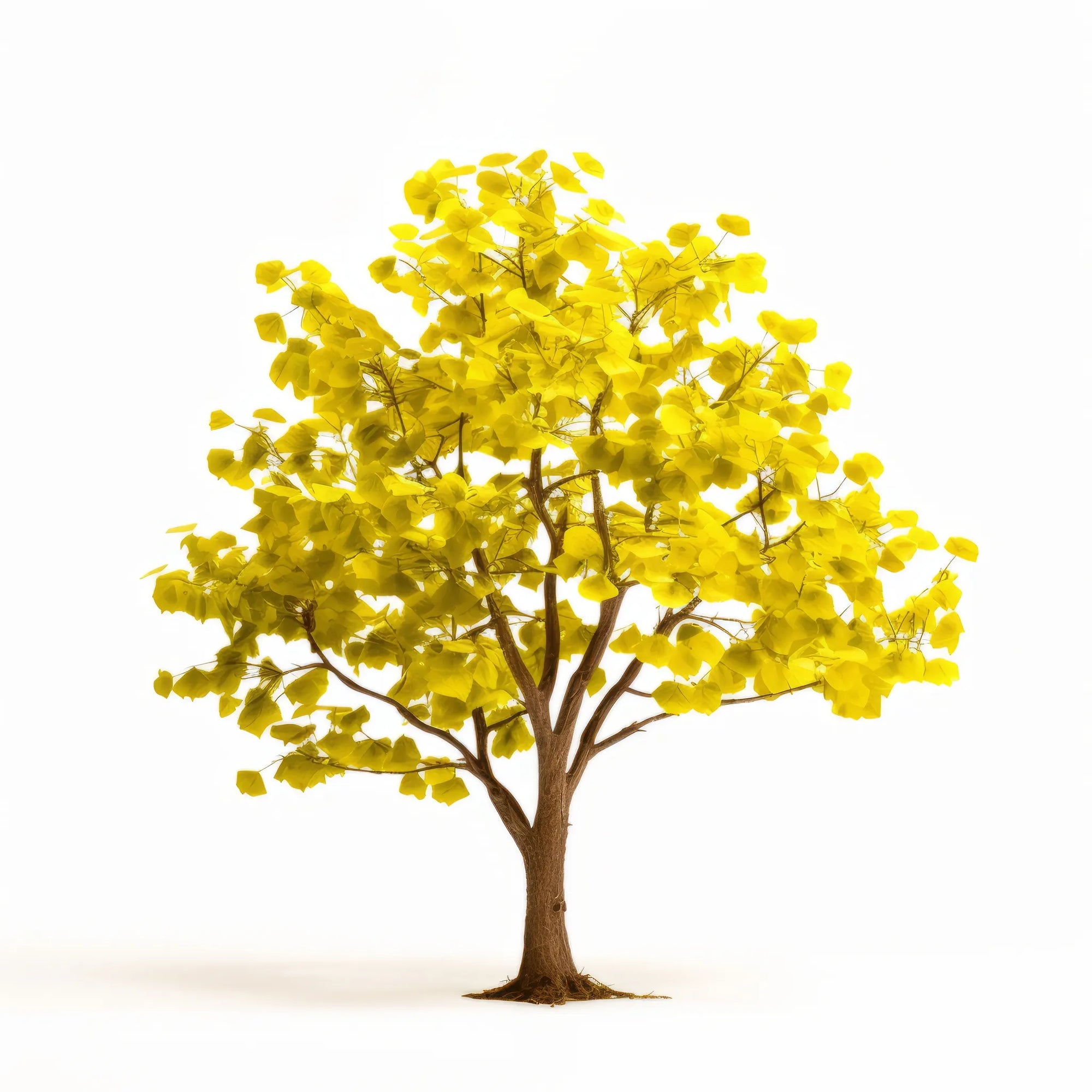 Anabel ginkgo tree