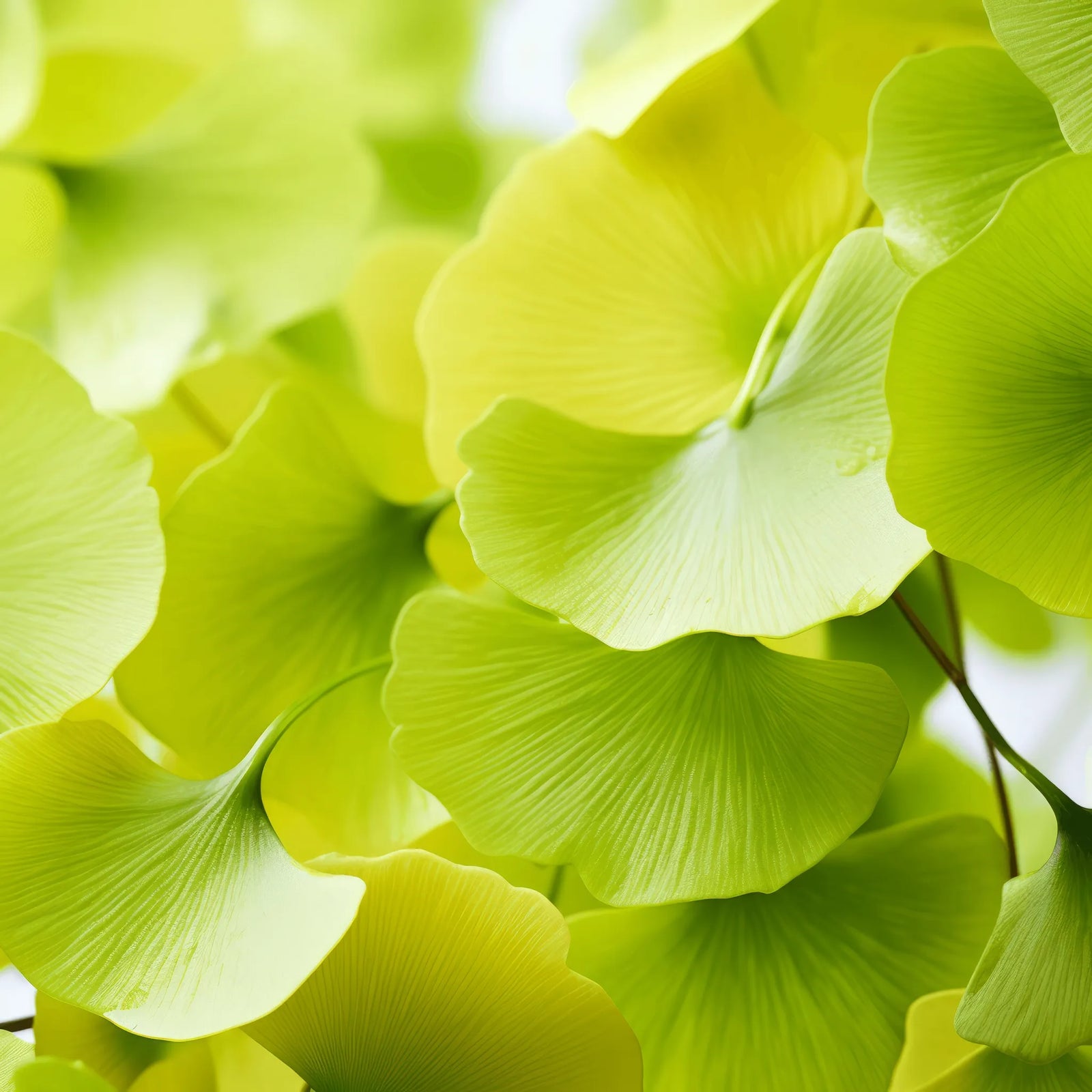 Aeron ginkgo tree