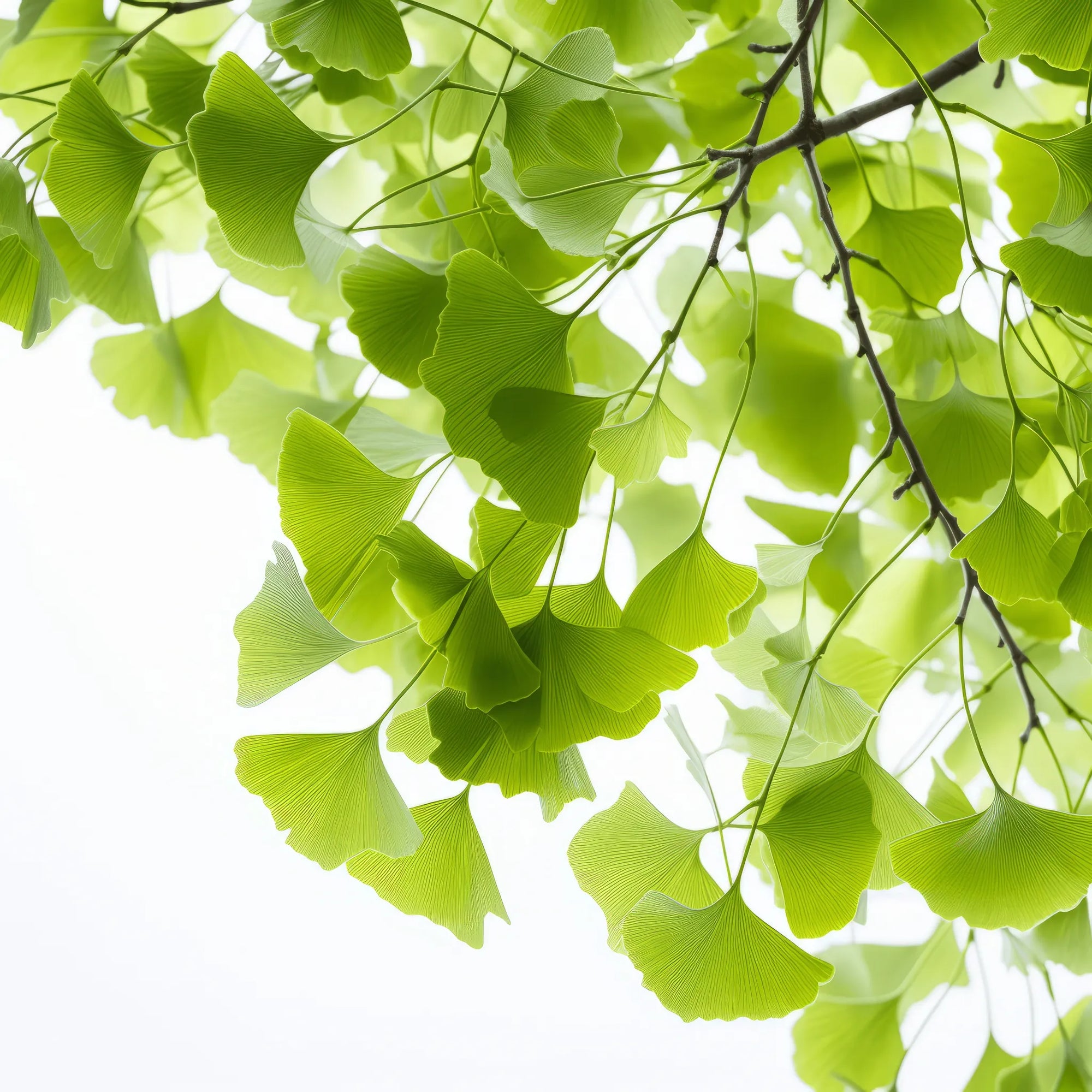 Allanah ginkgo tree