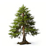 Aubrielle larch tree