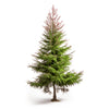 Aisha larch tree