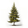 Adriel larch tree