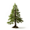Ambar larch tree