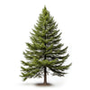 Amadeus larch tree