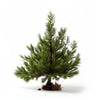 Aimee larch tree