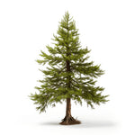 Alia larch tree