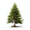 Alessia larch tree