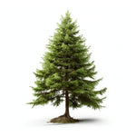 Alessia larch tree