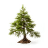 Annette larch tree