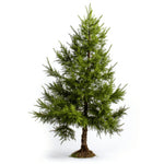 Alethea larch tree