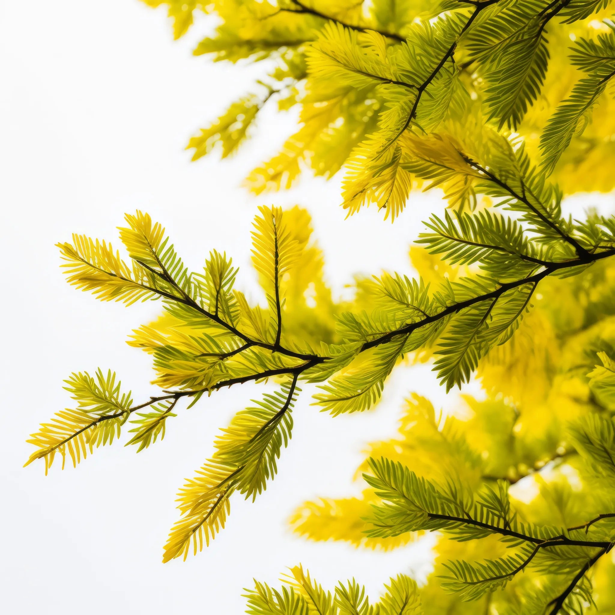 Annette larch tree