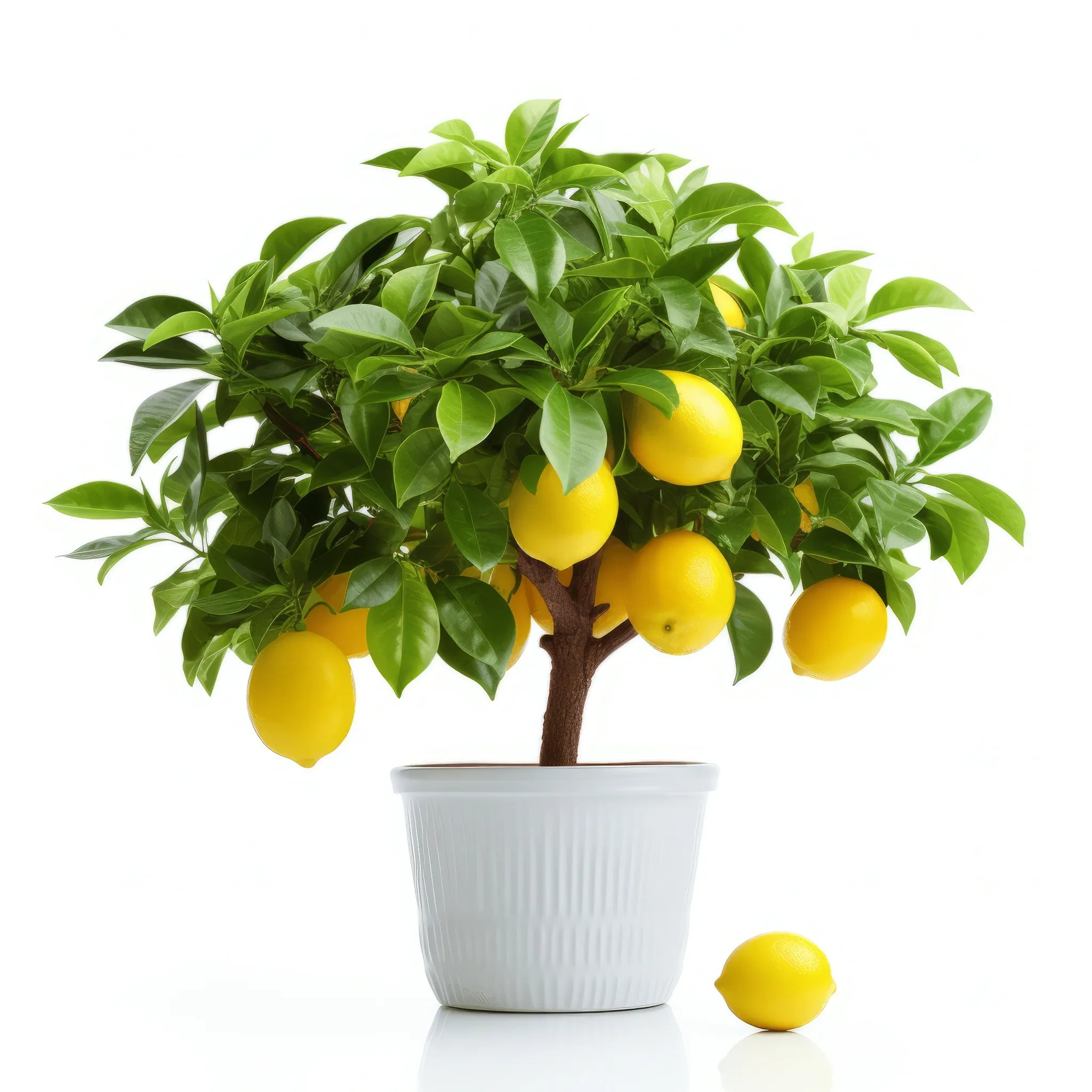Anjali lemon tree