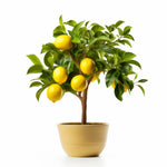 Aubrielle lemon tree