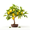 Aisha lemon tree