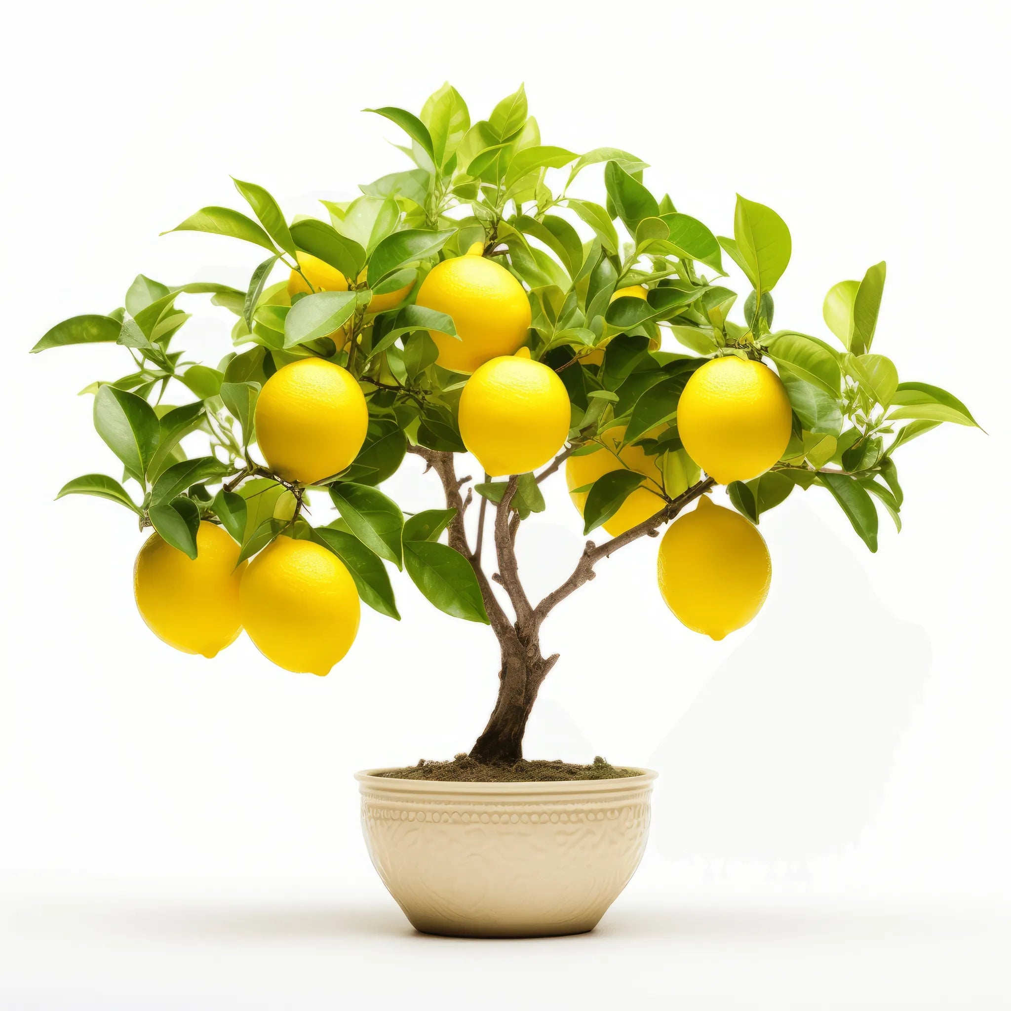 Ambar lemon tree