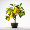 Alida lemon tree