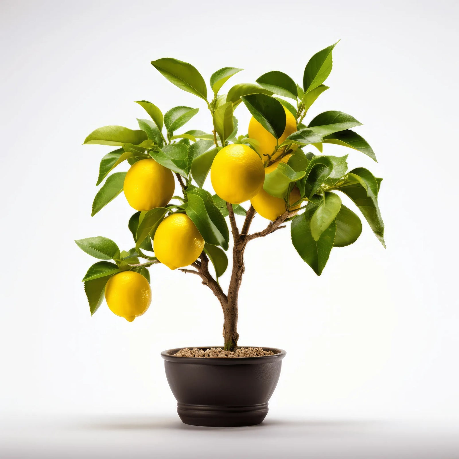 Alida lemon tree