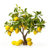 Anabella lemon tree