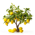 Anabella lemon tree