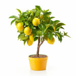 Amadeus lemon tree