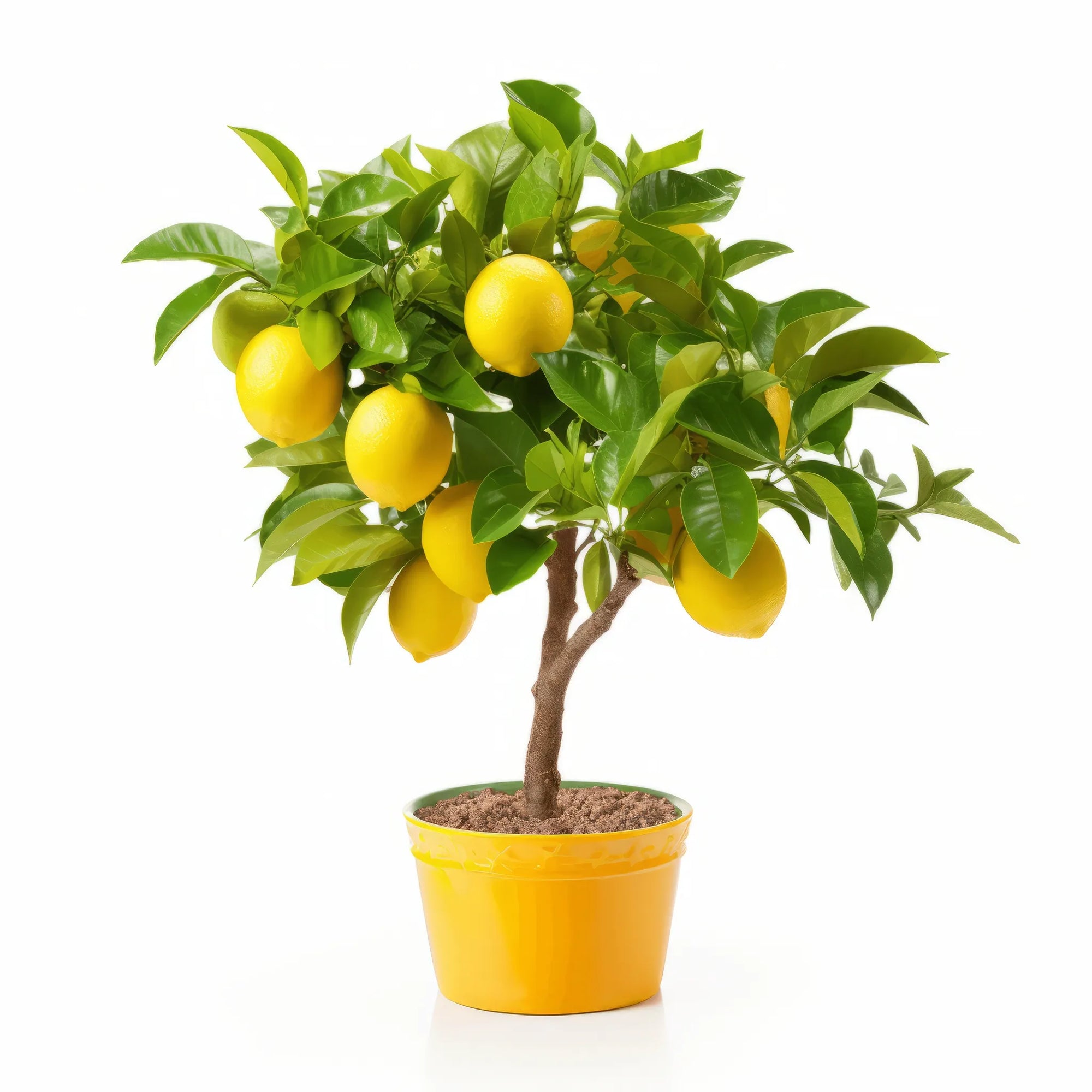 Amadeus lemon tree