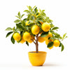 Aimee lemon tree