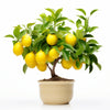 Ariana lemon tree