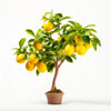 Alethea lemon tree