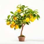 Alethea lemon tree
