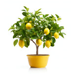 Anastasia lemon tree
