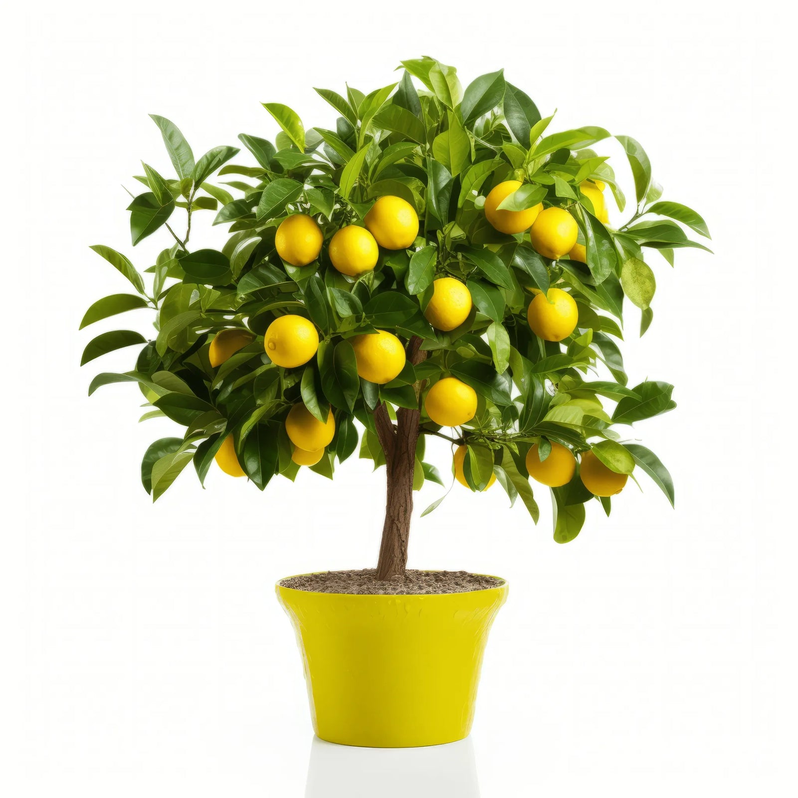 Annalise lemon tree