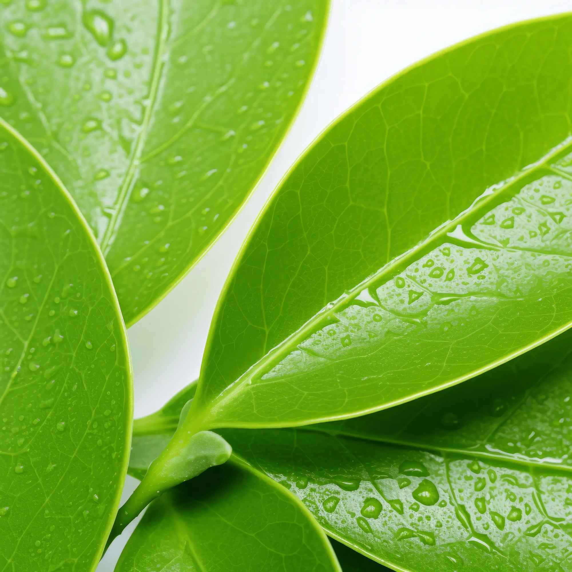 Anjali lemon tree