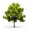 Aeron maple tree