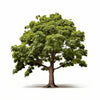 Amal maple tree