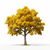 Anita maple tree
