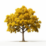 Anita maple tree