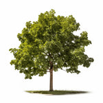 Alaric maple tree