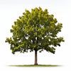 Annelise maple tree