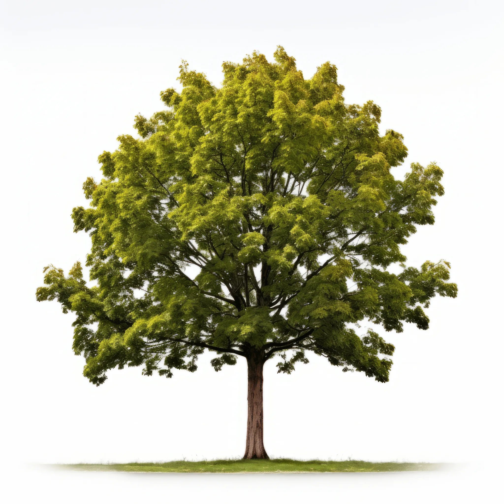 Annelise maple tree