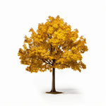 Arlen maple tree