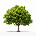 Alyssa maple tree