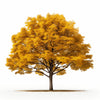 Anoushka maple tree